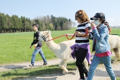 alpakaspaziergang05