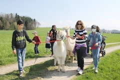 alpakaspaziergang06