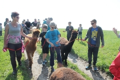 alpakaspaziergang07