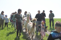 alpakaspaziergang08