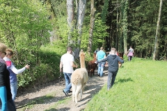 alpakaspaziergang09
