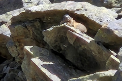 Foto-Murmeltier-auf-dem-Weg-zur-Wiesbadener-Huette